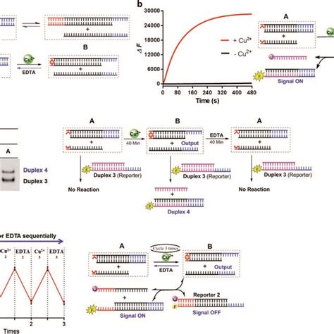 Dna Strand Displacement Mediated By The Conventional Toehold A And Download Scientific