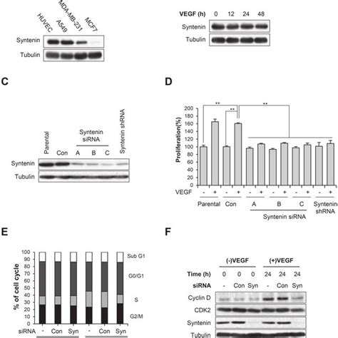 Knockdown Of Syntenin Inhibits Vegf Induced Vascular Permeability And