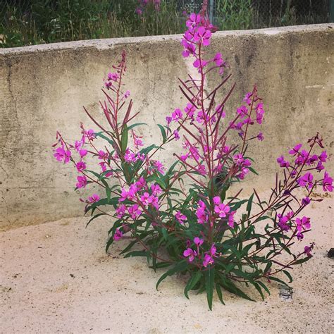 Fireweed Soap 3 Bar Bundle Foraged