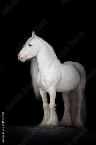 Beautiful white gypsy horse with long mane on black background isolated. The full body portrait ...