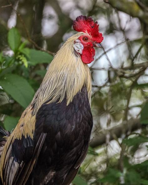 Closeup Of A Leghorn Chicken Walking On A Farm Stock Photo Image Of