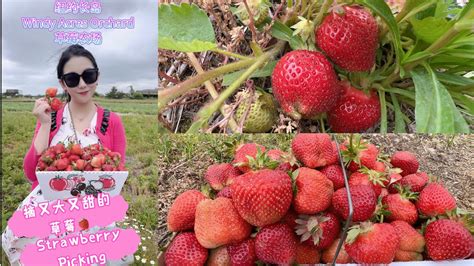 Ny Long Island Strawberry Picking在纽约长岛摘又大又甜的草莓🍓 Youtube