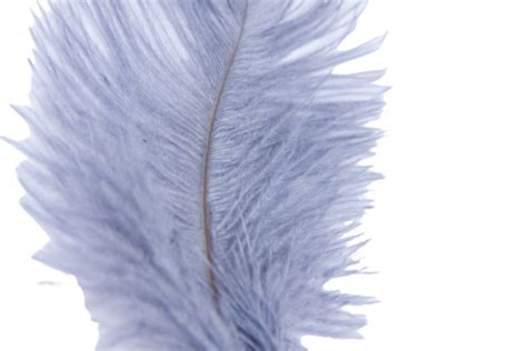 Ostrich Feathers Png Vector Psd And Clipart With Transparent