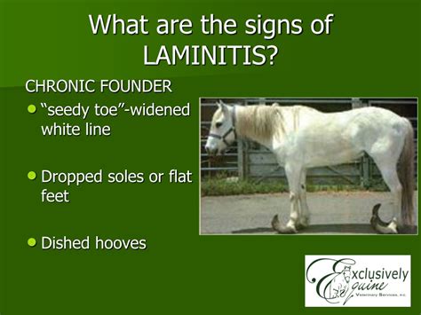 Ppt Laminitis Powerpoint Presentation Free Download Id9642817