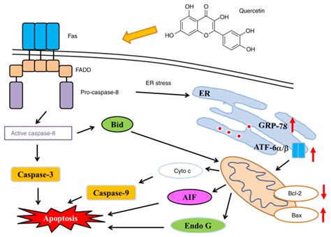 Quercetin Induced Apoptosis Of Human Oral Cancer Sas Cells Through