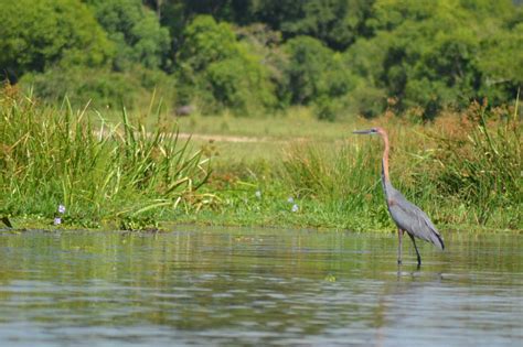 8 Day Uganda S Birding Paradise Bird Watching Safari Gorilla