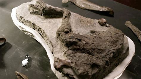 Tanis Fossil Of Dinosaur Killed In Asteroid Strike Found Say