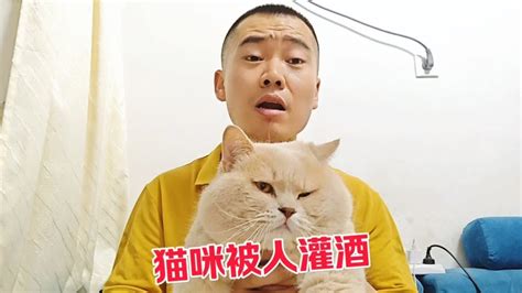 猫咪被人恶意灌酒，它情急之下发起反击，却不料因此闯下大祸！ Youtube