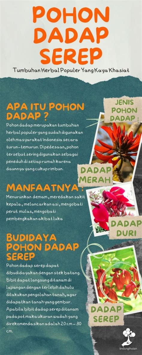 Pohon Dadap Serep Tumbuhan Herbal Populer Yang Kaya Khasiat