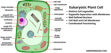 Eukaryotic Plant Cells Store And Remove Waste