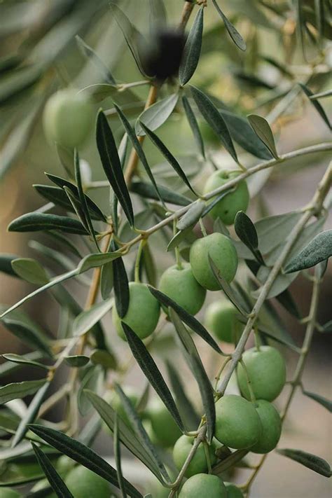 11 Reasons Why Your Olive Tree Leaves Are Curling (And Solutions) - Living Boosts