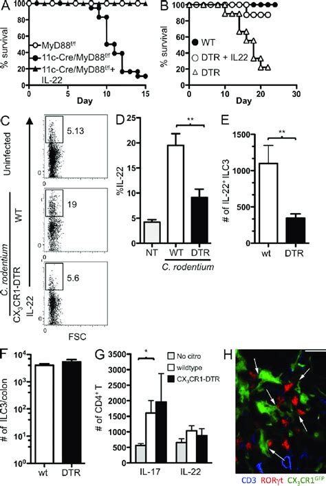 CX 3 CR1 Cells Support Colonic ILC3 Production Of IL 22 A Survival