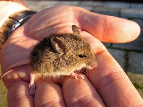 Tag Muis Michel Vuijlstekes Weblog