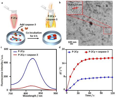 Enzymetriggered Selfassembling Behavior And Properties A Schematic