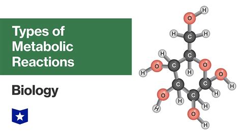 Types Of Metabolic Reactions Biology Youtube