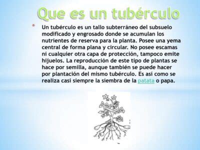 Definición de Tubérculo Qué es Significado y Concepto