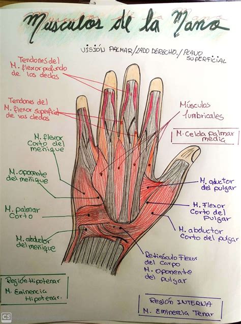 M Sculos De La Mano Anatomia Humana Musculos Anatomia Y Fisiologia