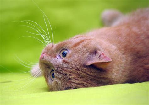 Domestic Red Cat Lies On A Green Background Stock Image Image Of Lies