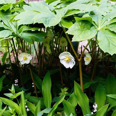 Mayapple Podophyllum Peltatum Moss Stone Gardens