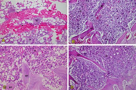 Decalcified H E Stained Sections In Rat Mandibular Bone Two Weeks After