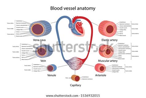 Capillary Cross Section Images Stock Photos Vectors Shutterstock