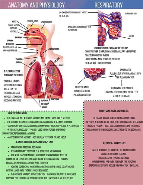 Anatomy and Physiology 2 Notes - NoraldGay