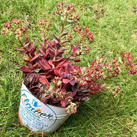 3 Types Of Sinocrassula Pictorial Guide