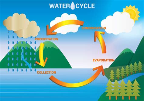 Diagram Of Water Cycle For Class 9 Cycle Water Evaporation H
