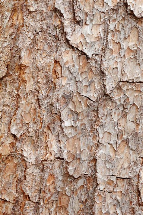 22312 Dark Tree Bark Texture Stock Photos Free And Royalty Free Stock