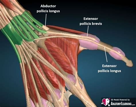 Hand-Finger normal – ULTRASOUNDPAEDIA