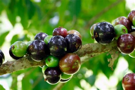 Como Fazer Muda De Jabuticaba Veja Dicas Essenciais