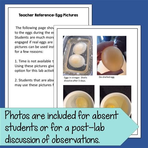 Osmosis Egg Lab Experiment Suburban Science