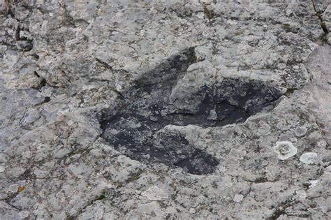 A Causa Della Siccit Spuntano Dal Fiume Tante Impronte Di Dinosauri