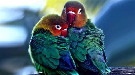 How Many Types Of Love Birds Fact About Lovebirds