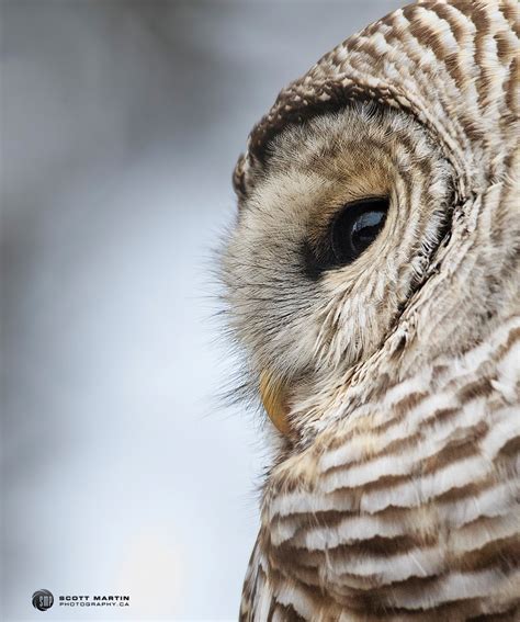 Barred Owl Scott Martin Photography