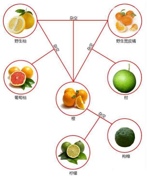 桔子、橘子、柑子、橙子、柚子的区别，你们知道吗？ 果实 柑橘 植物