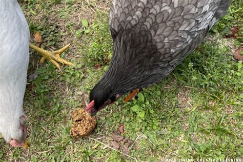 Flock Block Homemade Treat For Chickens Simple Living Creative