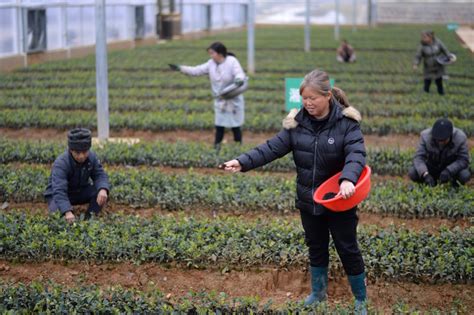 贵州玉屏打造山地油茶创新基地图片新闻中国政府网