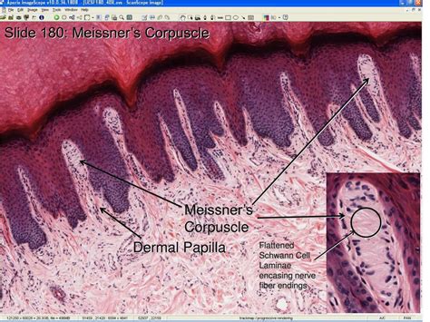 PPT - Integumentary System Histology Laboratory Orientation PowerPoint ...