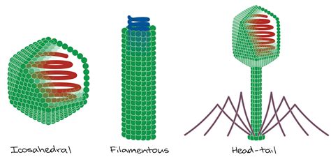 Shapes Of Viruses