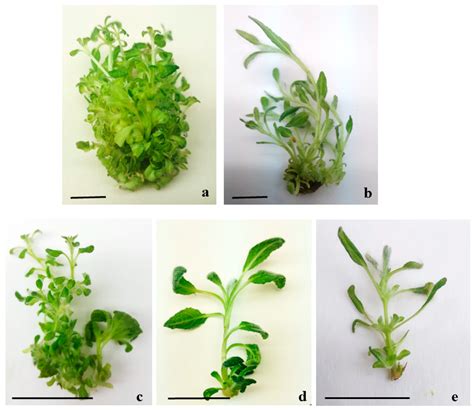 Plants Free Full Text Antioxidant And Antitumor Potential Of Micropropagated Balkan Endemic