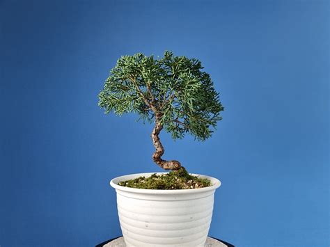 Juniper Tree - Free photo on Pixabay - Pixabay