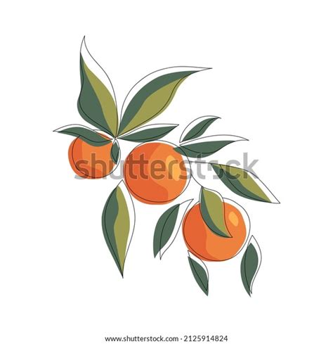 Orange Fruit Line Art Drawing Style Stock Vector Royalty Free