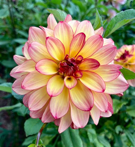 Mai Tai Dahlia Tuber Dahlia Tuber Pre Order Ships Spring 2024 Etsy