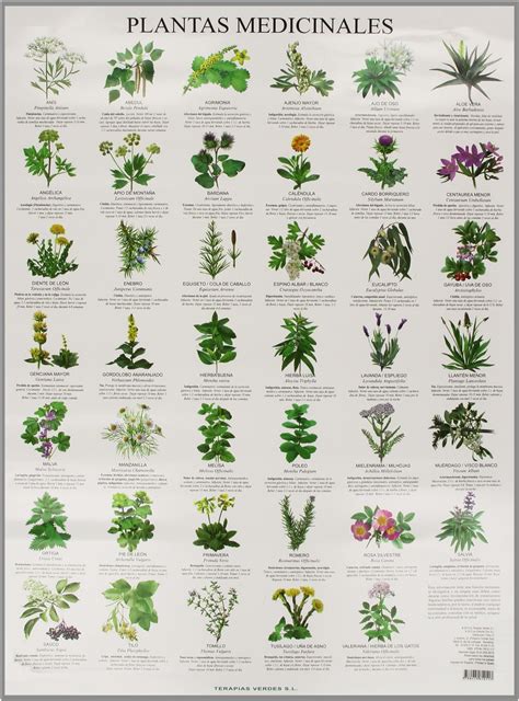 Plantas Medicinales Lessons Tes Teach