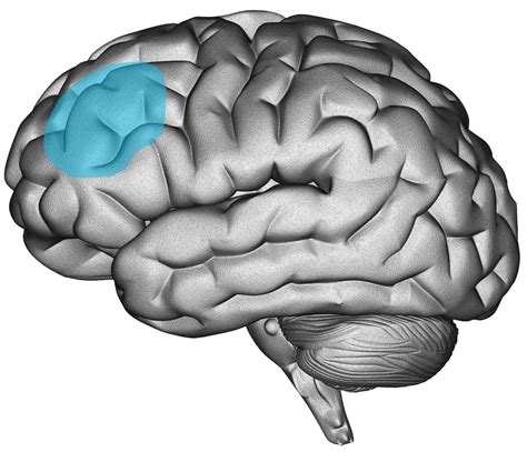Dorsolateral Prefrontal Cortex — American Brain Stimulation Clinic