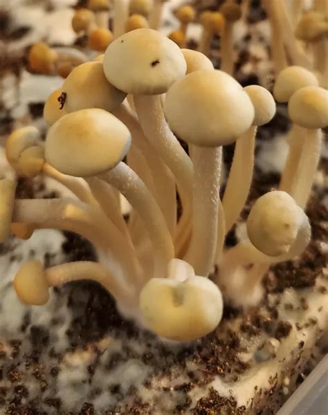 Panaeolus Cyanescens Ttbvi Spore Print Sporeswaps