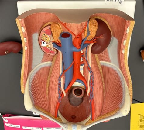 Urinary System Flashcards Quizlet