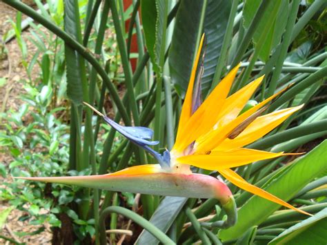 Bird of Paradise Flower Wallpaper - WallpaperSafari