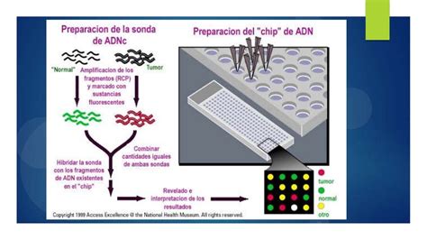 TÉcnicas De BiologÍa Molecular